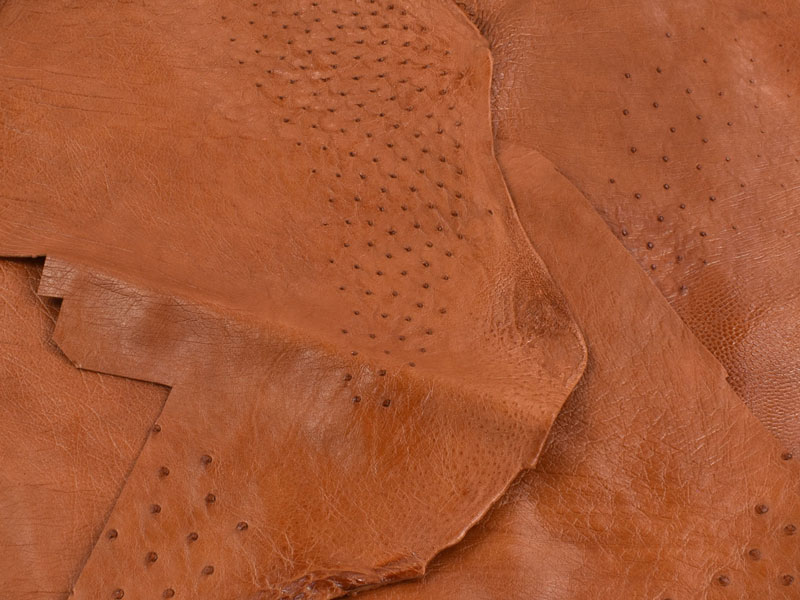 Ostrich Leather: Features, Recognize it and Where to Buy 