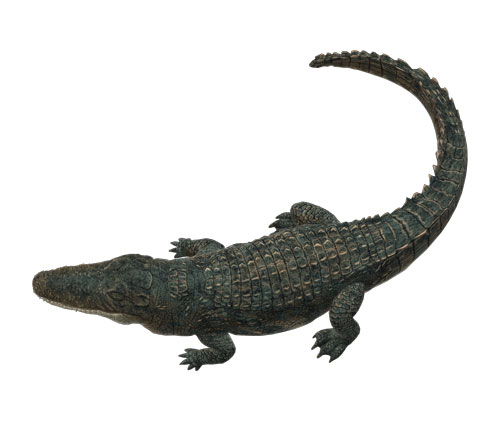 Vera Pelle di Alligatore BuyLeatherOnline