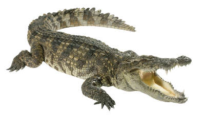 crocodile